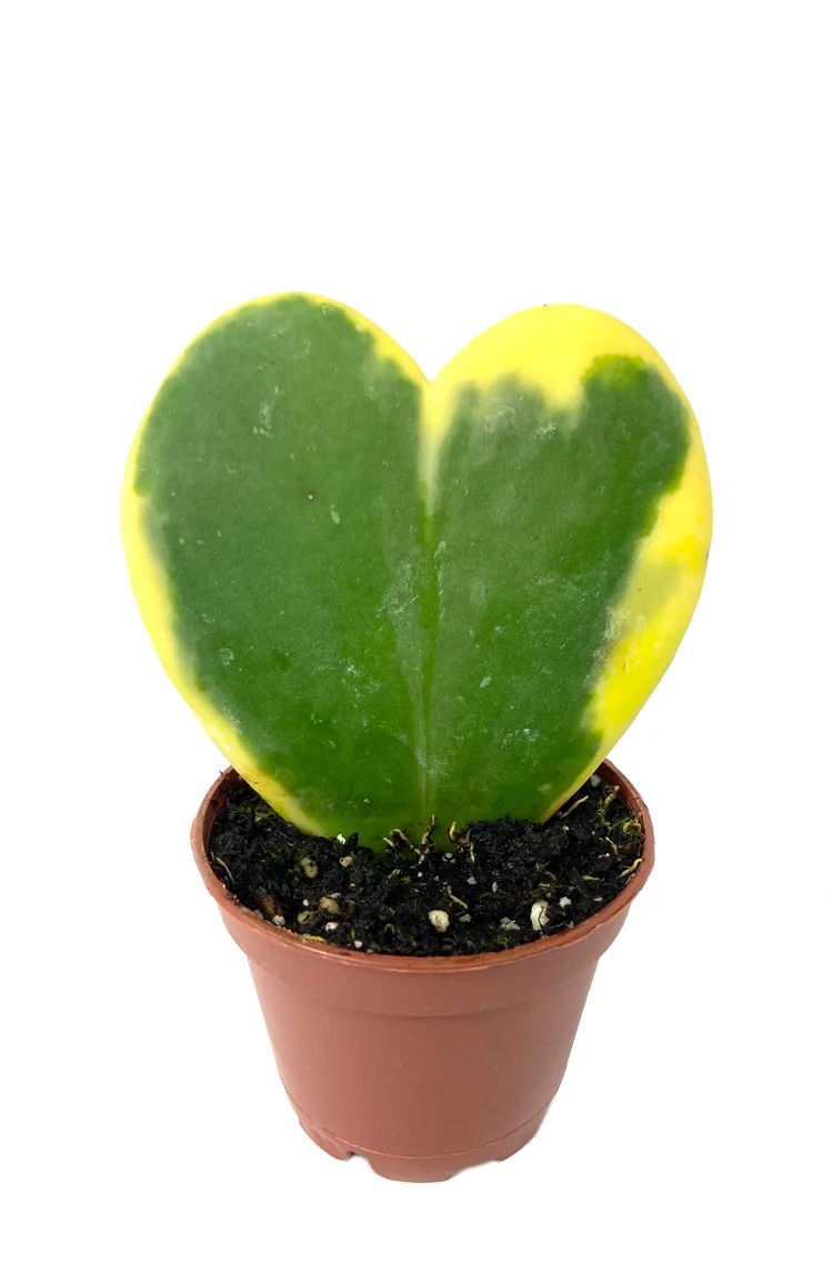 Renkli Kalp Sukulent, Hoya Kerrii Variegate - 5,5 cm Saksıda-Mum Çiçeği-Mis Kokulu Çiçek Açar- 5,5 cm Saksıda Yaşayan Kalp