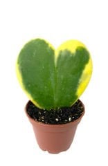 Renkli Kalp Sukulent, Hoya Kerrii Variegate - 5,5 cm Saksıda-Mum Çiçeği-Mis Kokulu Çiçek Açar- 5,5 cm Saksıda Yaşayan Kalp