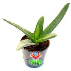 Sukulent,Sukulent,Gasteria Glomerata-Sert Yapraklı Çok Dayanıklı Tür-5,5 cm Saksıda-Teraryum,Kaktüs