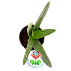 Sukulent,Sukulent,Gasteria Glomerata-Sert Yapraklı Çok Dayanıklı Tür-5,5 cm Saksıda-Teraryum,Kaktüs