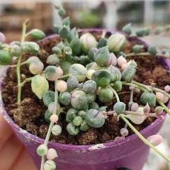 Senecio Herreianus Variegata-Renkli Taneli Damla Formlu Yapraklı-8 cm Saksı Tespih Çiçeği