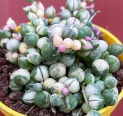 Senecio Herreianus Variegata-Renkli Taneli Damla Formlu Yapraklı-8 cm Saksı Tespih Çiçeği