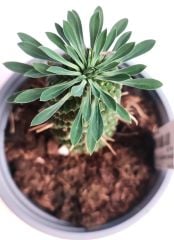 Euphorbia Sotetsu Kirin 13 cm Saksıda Nadir Tür Palmiye Görünümlü Kaktüs Sukulent