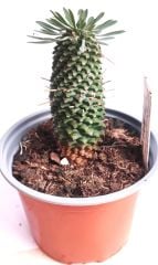 Euphorbia Sotetsu Kirin 13 cm Saksıda Nadir Tür Palmiye Görünümlü Kaktüs Sukulent