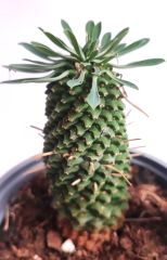 Euphorbia Sotetsu Kirin 13 cm Saksıda Nadir Tür Palmiye Görünümlü Kaktüs Sukulent