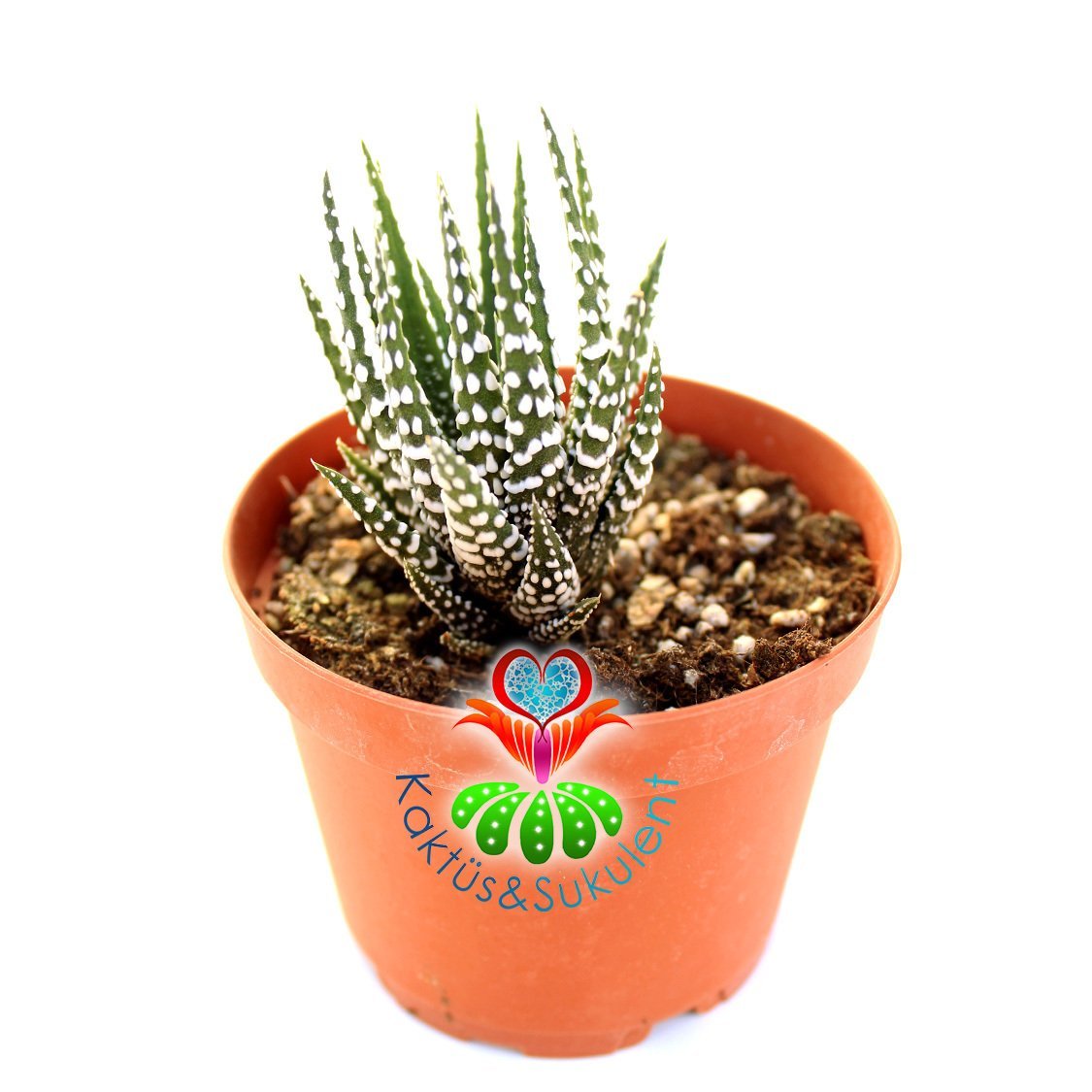 Sukulent, Haworthia Attenuata Caespitosa- Zebra Kaktüs 8,5 cm Saksıda-Teraryum,Kaktüs