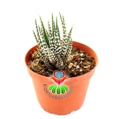 Sukulent, Haworthia Attenuata Caespitosa- Zebra Kaktüs 8,5 cm Saksıda-Teraryum,Kaktüs