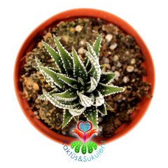 Sukulent, Haworthia Attenuata Caespitosa- Zebra Kaktüs 8,5 cm Saksıda-Teraryum,Kaktüs