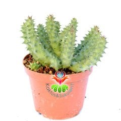 Huernia Schneideriana 'Red Dragon'-10,5 cm Saksıda-Nadir Tür Leş Kaktüsü