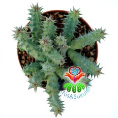 Huernia Schneideriana 'Red Dragon'-10,5 cm Saksıda-Nadir Tür Leş Kaktüsü