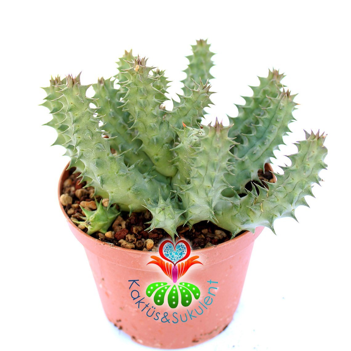 Huernia Schneideriana 'Red Dragon'-10,5 cm Saksıda-Nadir Tür Leş Kaktüsü