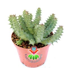 Huernia Schneideriana 'Red Dragon'-10,5 cm Saksıda-Nadir Tür Leş Kaktüsü