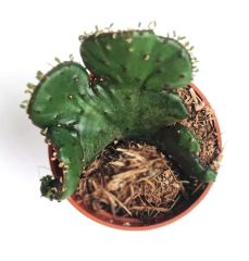Euphorbia leucodendron f. cristata 5,5 cm Saksıda Özel Tür İthal