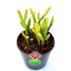 Sukulent, Rhipsalis Baccifera-Sarkan Tür Beyaz Renk Çiçek Açar-5,5 cm Saksıda-Teraryum,Kaktüs