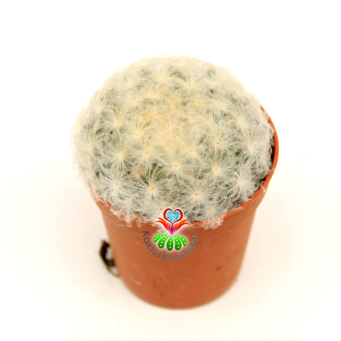 Pamuk-Yün Dikenli-Kaktüs,Mammillaria Plumosa-Özel Tür 5,5 cm Saksıda