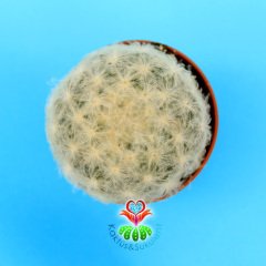 Pamuk-Yün Dikenli-Kaktüs,Mammillaria Plumosa-Özel Tür 5,5 cm Saksıda