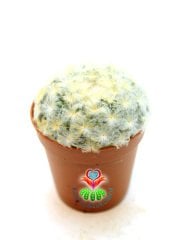 Pamuk-Yün Dikenli-Kaktüs,Mammillaria Plumosa-Özel Tür 5,5 cm Saksıda