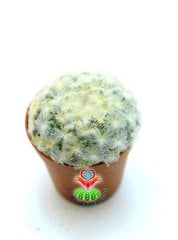 Pamuk-Yün Dikenli-Kaktüs,Mammillaria Plumosa-Özel Tür 5,5 cm Saksıda