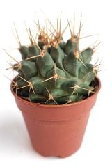 Thelocactus Nidulans 5,5 cm Saksıda Özel Tür Koleksiyon Kaktüsü