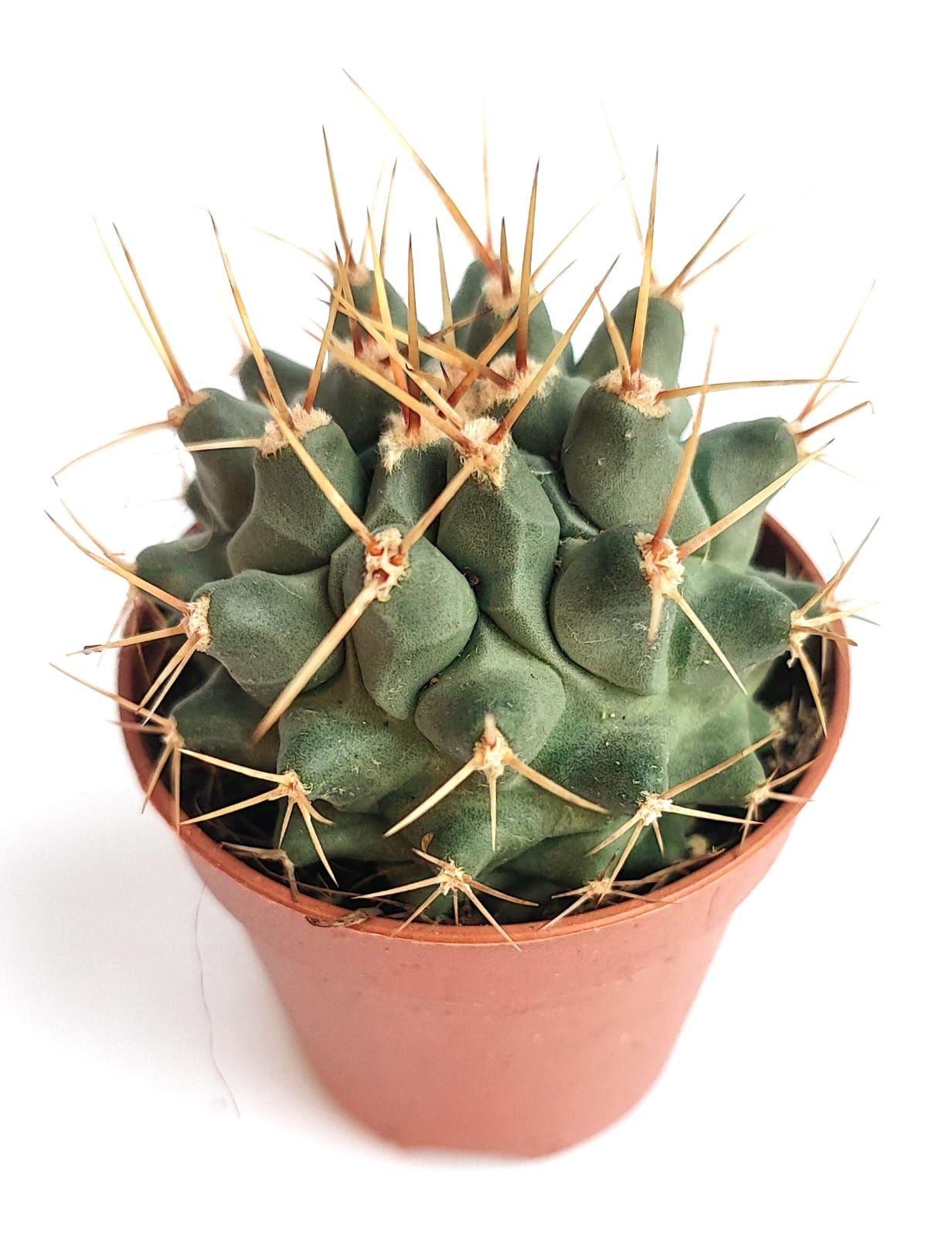Thelocactus Nidulans 5,5 cm Saksıda Özel Tür Koleksiyon Kaktüsü