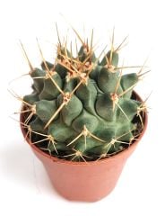 Thelocactus Nidulans 5,5 cm Saksıda Özel Tür Koleksiyon Kaktüsü