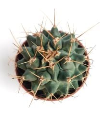 Thelocactus Nidulans 5,5 cm Saksıda Özel Tür Koleksiyon Kaktüsü