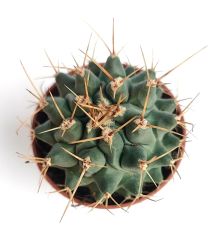 Thelocactus Nidulans 8,5 cm Saksıda Özel Tür Koleksiyon Kaktüsü