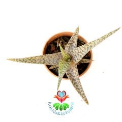 Sukulent,Aloe 'White Fox'-Kaplan Desenli Beyaz Renk Alöe-5,5 cm Saksıda-Teraryum,Kaktüs