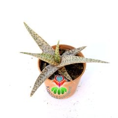 Sukulent,Aloe 'White Fox'-Kaplan Desenli Beyaz Renk Alöe-5,5 cm Saksıda-Teraryum,Kaktüs