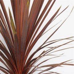 Cordyline Australis Red Star-Bordo Yapraklı Fantastik Bitki-20cm Saksıda-80cm Yükseklik