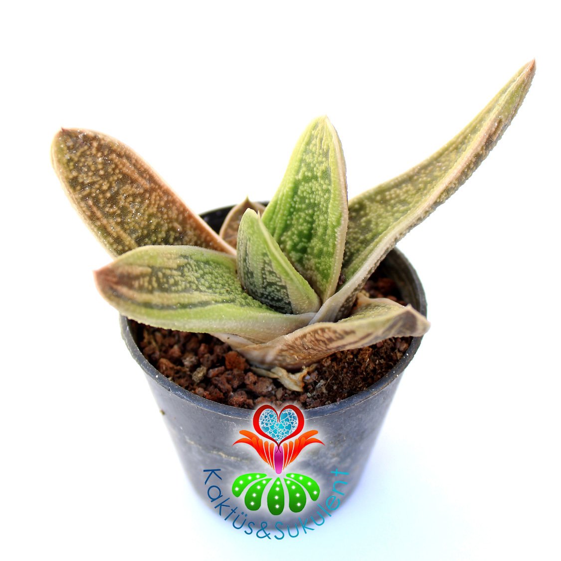 Sukulent,Gasteria Bicolor Liliputana-Kaplan Desenli -Dayanıklı Tür-5,5 cm Saksıda-Teraryum,Kaktüs