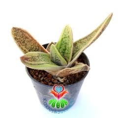 Sukulent,Gasteria Bicolor Liliputana-Kaplan Desenli -Dayanıklı Tür-5,5 cm Saksıda-Teraryum,Kaktüs