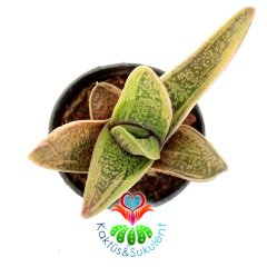 Sukulent,Gasteria Bicolor Liliputana-Kaplan Desenli -Dayanıklı Tür-5,5 cm Saksıda-Teraryum,Kaktüs
