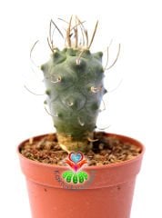 Turbinicarpus Schmiedickeanus subs. Macrochele 5,5 cm saksıda Özel Koleksiyon Türü Kaktüs