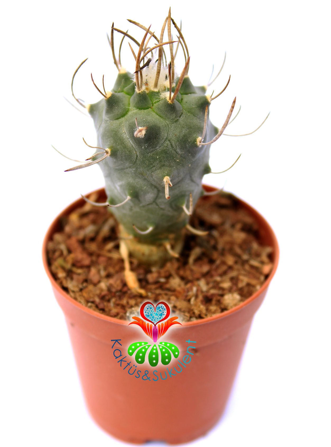 Turbinicarpus Schmiedickeanus subs. Macrochele 5,5 cm saksıda Özel Koleksiyon Türü Kaktüs