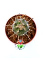 Turbinicarpus Schmiedickeanus subs. Macrochele 5,5 cm saksıda Özel Koleksiyon Türü Kaktüs