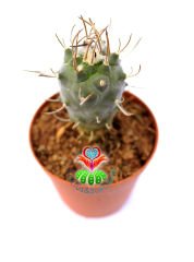 Turbinicarpus Schmiedickeanus subs. Macrochele 5,5 cm saksıda Özel Koleksiyon Türü Kaktüs