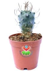 Turbinicarpus Schmiedickeanus subs. Macrochele 5,5 cm saksıda Özel Koleksiyon Türü Kaktüs