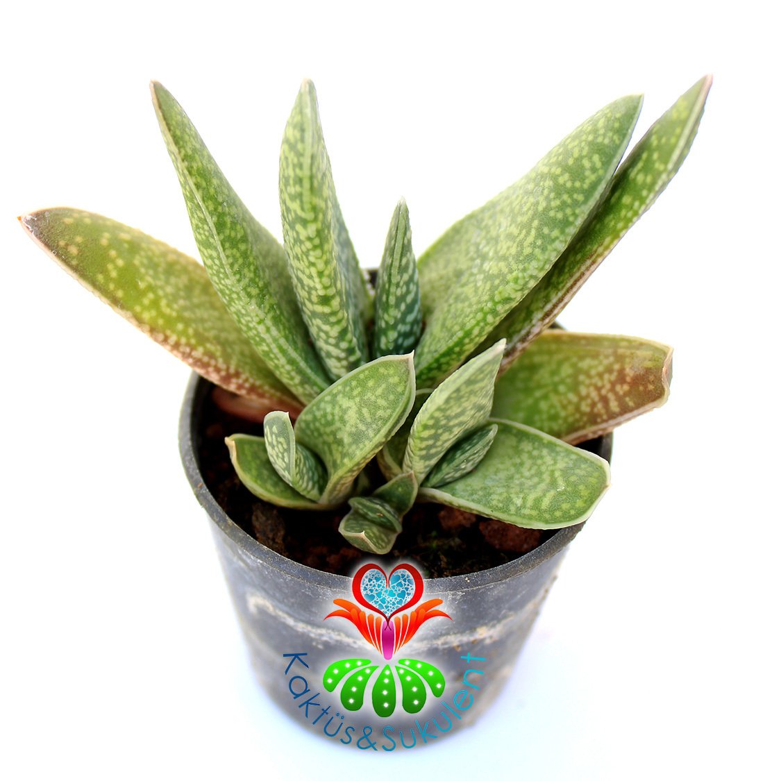 Sukulent,Gasteria Gracilis-Sert Yapraklı Çok Dayanıklı Tür-Yavrulu -5,5 cm Saksıda-Teraryum,Kaktüs