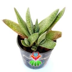 Sukulent,Gasteria Gracilis-Sert Yapraklı Çok Dayanıklı Tür-Yavrulu -5,5 cm Saksıda-Teraryum,Kaktüs
