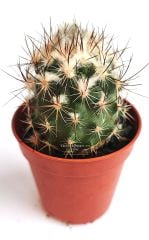Turbinicarpus Saueri ssp. Nelissae 5,5 cm saksıda Özel Koleksiyon Türü Kaktüs