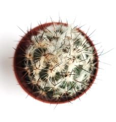 Turbinicarpus Saueri ssp. Nelissae 5,5 cm saksıda Özel Koleksiyon Türü Kaktüs