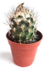 Turbinicarpus Saueri ssp. Nelissae 5,5 cm saksıda Özel Koleksiyon Türü Kaktüs