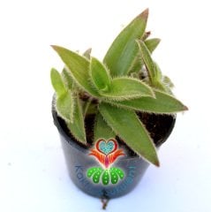 Telgraf Çiçeği-Tradescantia Tomentosa-Tüylü Yapraklı -5,5 cm Saksıda-Teraryum,Kaktüs