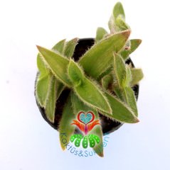 Telgraf Çiçeği-Tradescantia Tomentosa-Tüylü Yapraklı -5,5 cm Saksıda-Teraryum,Kaktüs