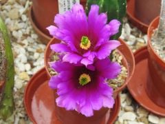 Echinocereus Morricalli-Parlak Canlı Renkli Muhteşem Tür-5,5 cm saksıda-Mor Çiçek Açar(Şuan Çiçeksizdir)