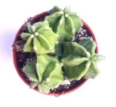 Echinocereus Morricalli-Parlak Canlı Renkli Muhteşem Tür-5,5 cm saksıda-Mor Çiçek Açar(Şuan Çiçeksizdir)
