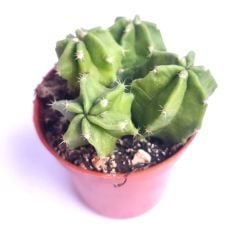 Echinocereus Morricalli-Parlak Canlı Renkli Muhteşem Tür-5,5 cm saksıda-Mor Çiçek Açar(Şuan Çiçeksizdir)