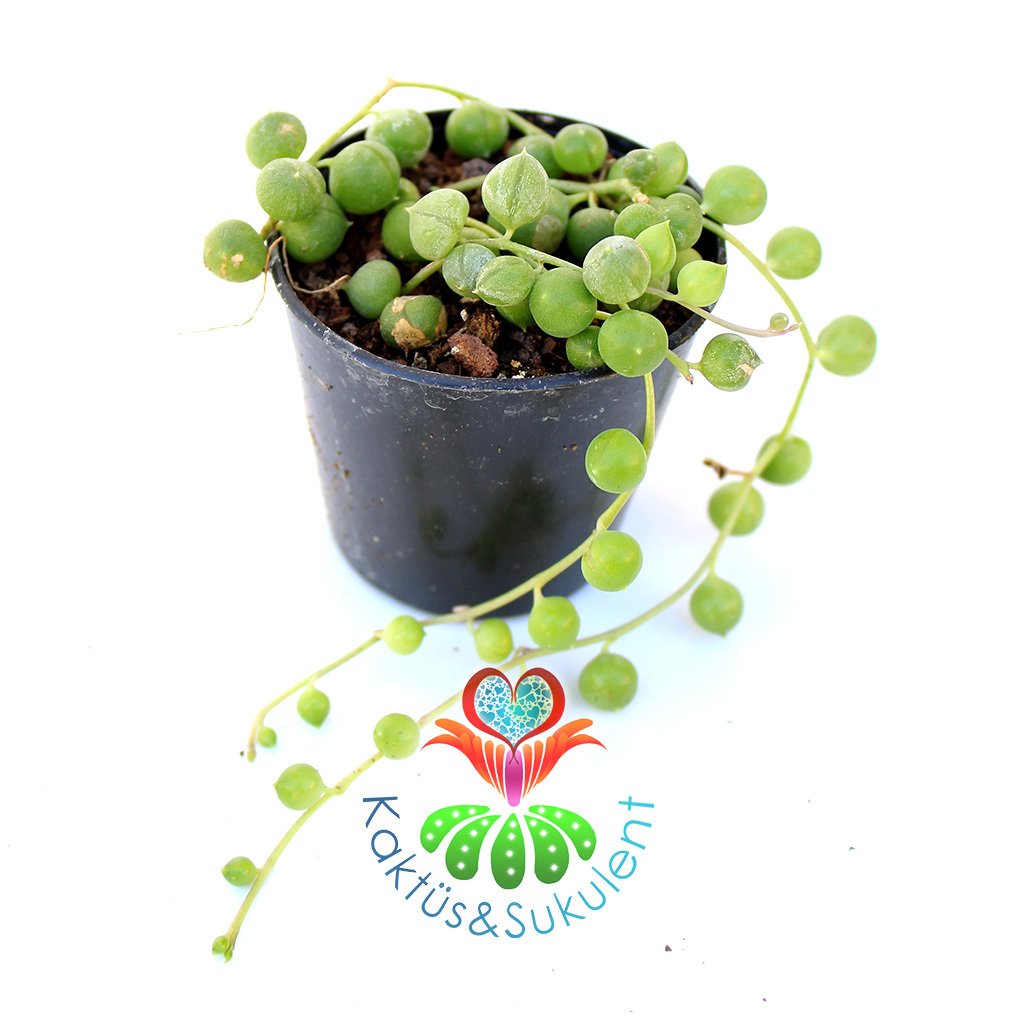 Sukulent,Senecio Rowleyanus-İnci Dizisi-Çok Şık-Tesbih, Boncuk Çiçeği-5,5 cm Saksıda-Teraryum,Kaktüs