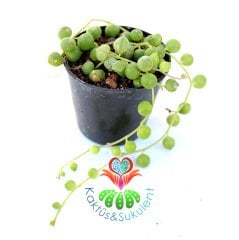 Sukulent,Senecio Rowleyanus-İnci Dizisi-Çok Şık-Tesbih, Boncuk Çiçeği-5,5 cm Saksıda-Teraryum,Kaktüs